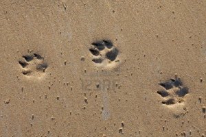 8504328-animal-footprints-in-the-sand-copy-space