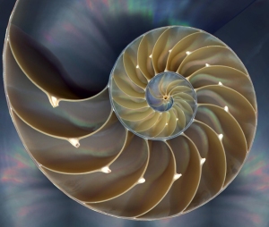 fibonacci-sequence-golden-ratio-phi11